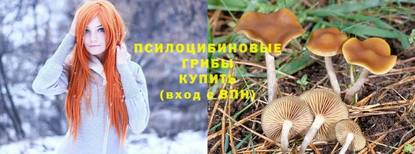 ГАЛЛЮЦИНОГЕННЫЕ ГРИБЫ Верея